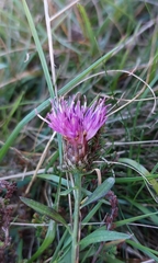 Centaurea nigra