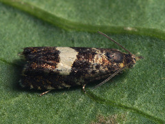 Dichrorampha sequana