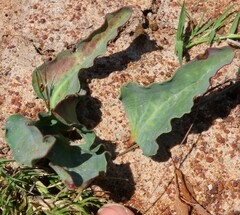 Eriospermum lanceifolium