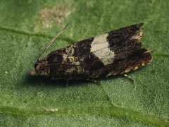 Dichrorampha sequana