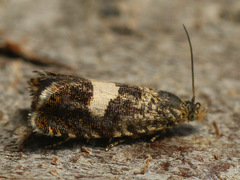 Dichrorampha sequana