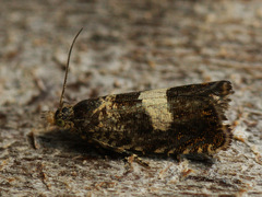 Dichrorampha sequana