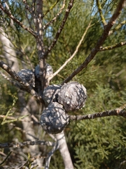 Widdringtonia nodiflora