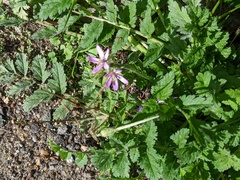 Erodium moschatum