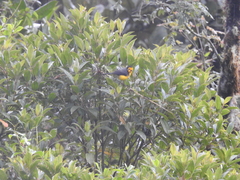 Myioborus ornatus