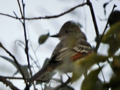 Myiarchus cinerascens