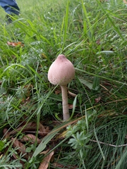 Macrolepiota mastoidea