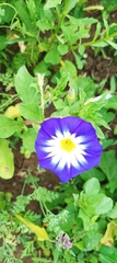 Convolvulus tricolor