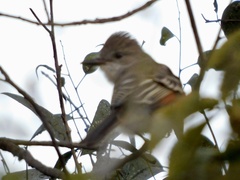 Myiarchus cinerascens