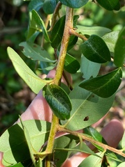 Sideroxylon lycioides