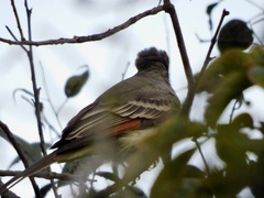 Myiarchus cinerascens