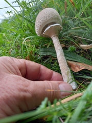 Macrolepiota mastoidea