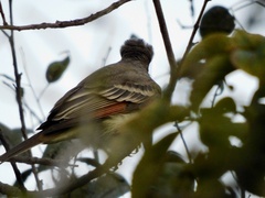 Myiarchus cinerascens