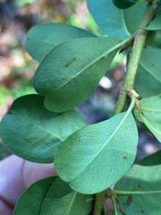 Sideroxylon lycioides