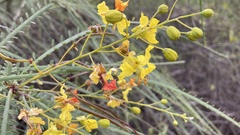 Parkinsonia aculeata