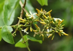 Landolphia kirkii