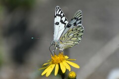Tatochila