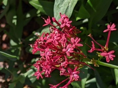 Centranthus ruber