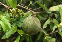 Landolphia kirkii