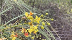 Parkinsonia aculeata