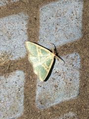 Chlorochlamys chloroleucaria