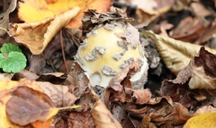 Amanita junquillea