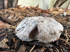 Agaricus bernardii