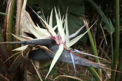 Strelitzia nicolai