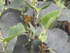 Kleinothraupis atropileus