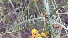 Parkinsonia aculeata