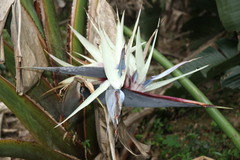 Strelitzia nicolai