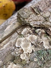 Stereum sanguinolentum