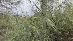 Parkinsonia aculeata