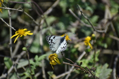 Tatochila