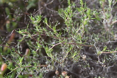 Wahlenbergia cinerea