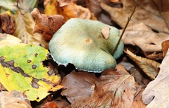 Stropharia aeruginosa
