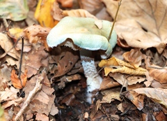 Stropharia aeruginosa