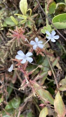 Plumbago