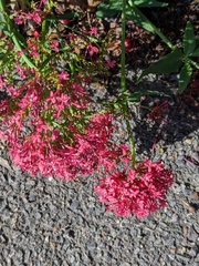 Centranthus ruber