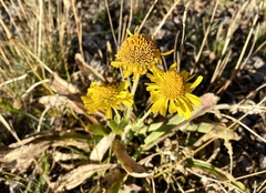 Helenium bigelovii