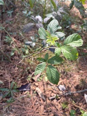 Rubus argutus