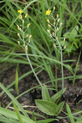 Eriospermum mackenii