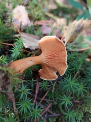 Hygrophoropsis aurantiaca