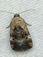 Elaphria chalcedonia