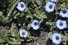 Nolana humifusa