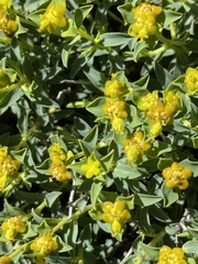 Euphorbia spinosa