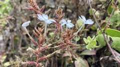 Plumbago