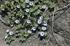Nolana humifusa