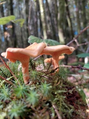 Hygrophoropsis aurantiaca