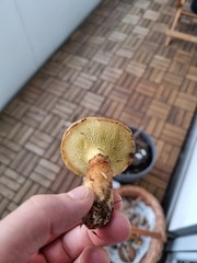 Suillus cavipes